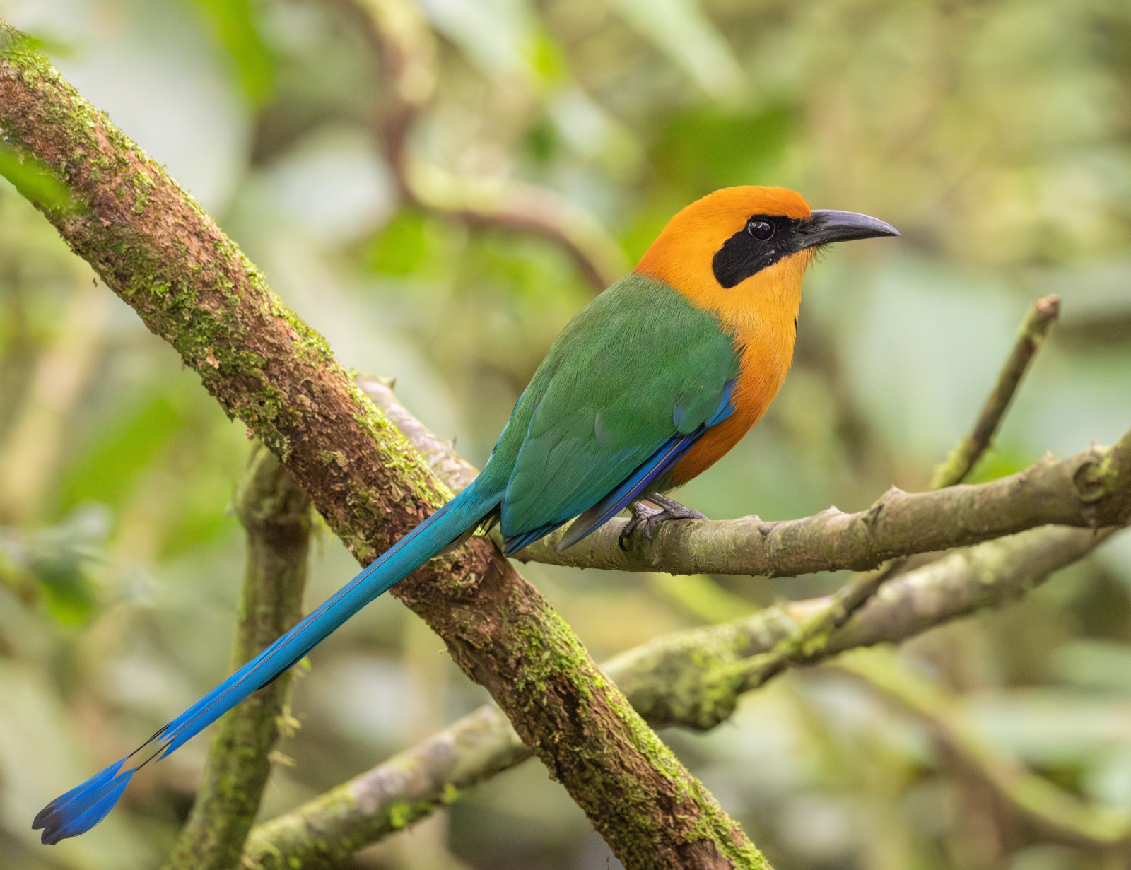 image Rufous Motmot